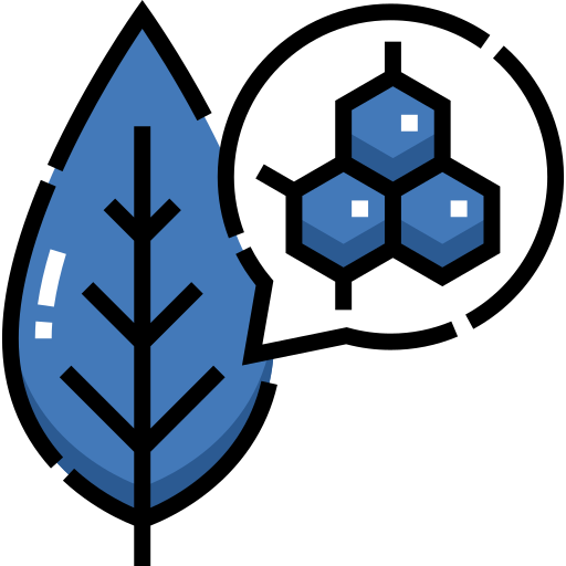 Une feuille et ses cellules